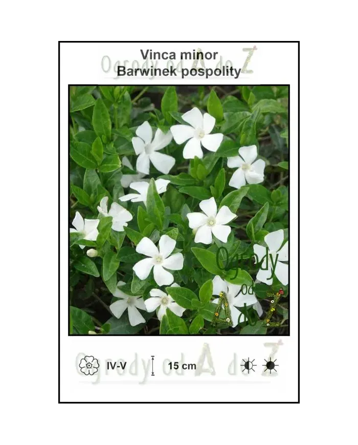 Vinca-minor-white.jpg