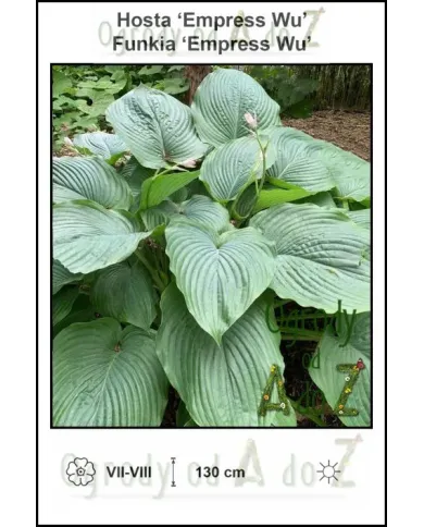 Hosta-Empress-Wu.jpg