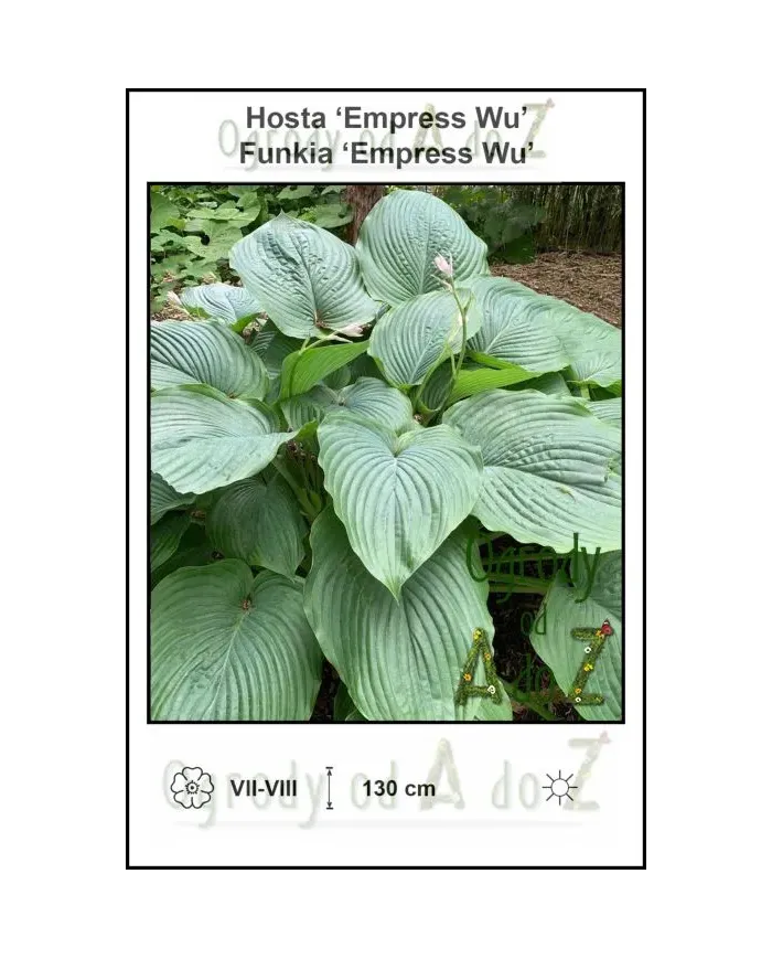 Hosta-Empress-Wu.jpg