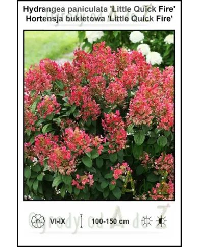 Hydrangea-paniculata-Little-Quick-Fire.jpg