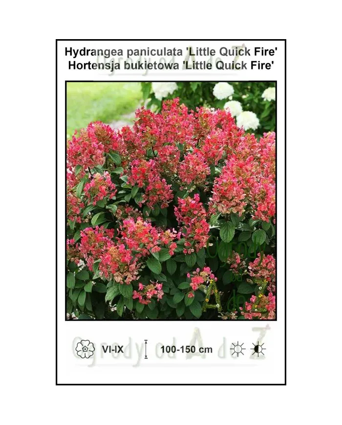 Hydrangea-paniculata-Little-Quick-Fire.jpg