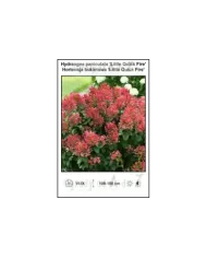 Hydrangea-paniculata-Little-Quick-Fire.jpg