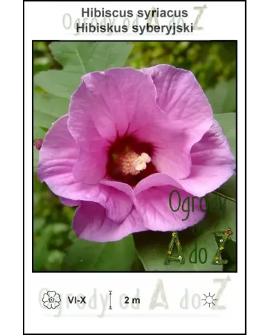 Hibiscus-syriacus-pink.jpg