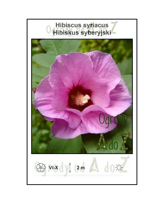 Hibiscus-syriacus-pink.jpg