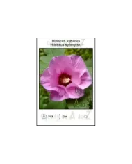 Hibiscus-syriacus-pink.jpg