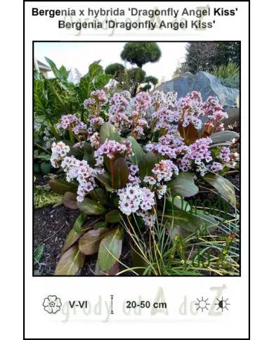 Bergenia-x-hybrida-Dragonfly-Angel-Kiss.jpg Bergenia-x-hybrida-Dragonfly-Angel-Kiss.jpg
