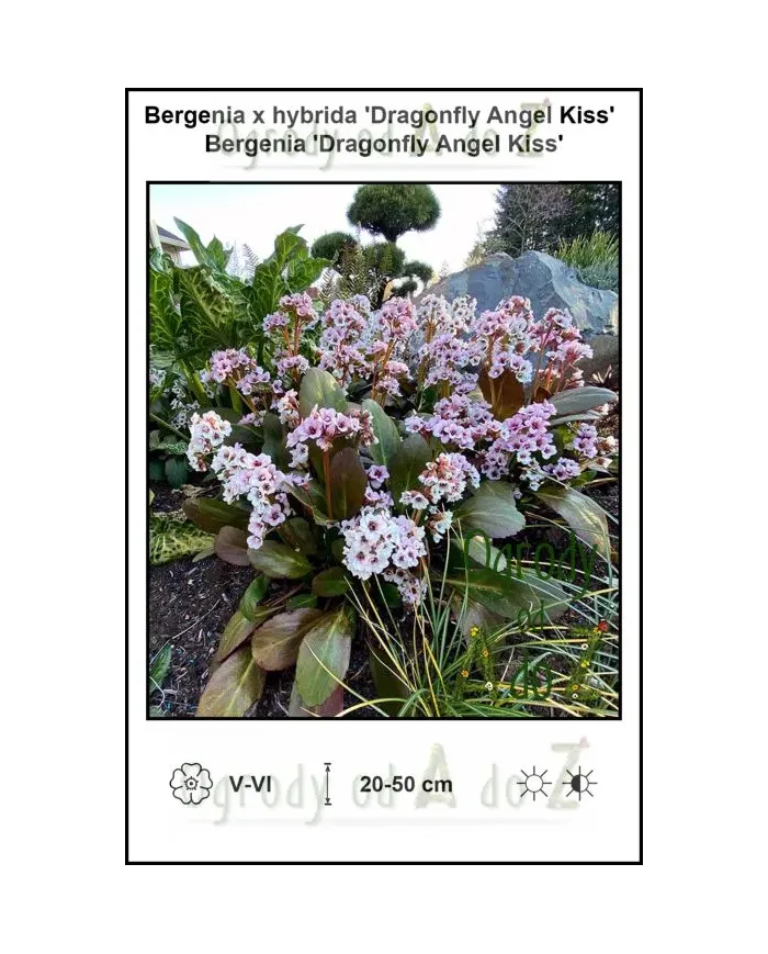 Bergenia-x-hybrida-Dragonfly-Angel-Kiss.jpg