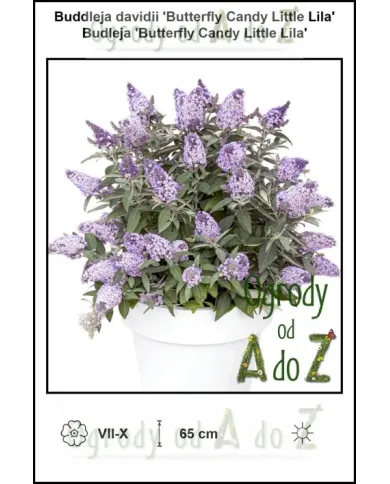Buddleja-davidii-Butterfly-Candy-Little-Lila.jpg