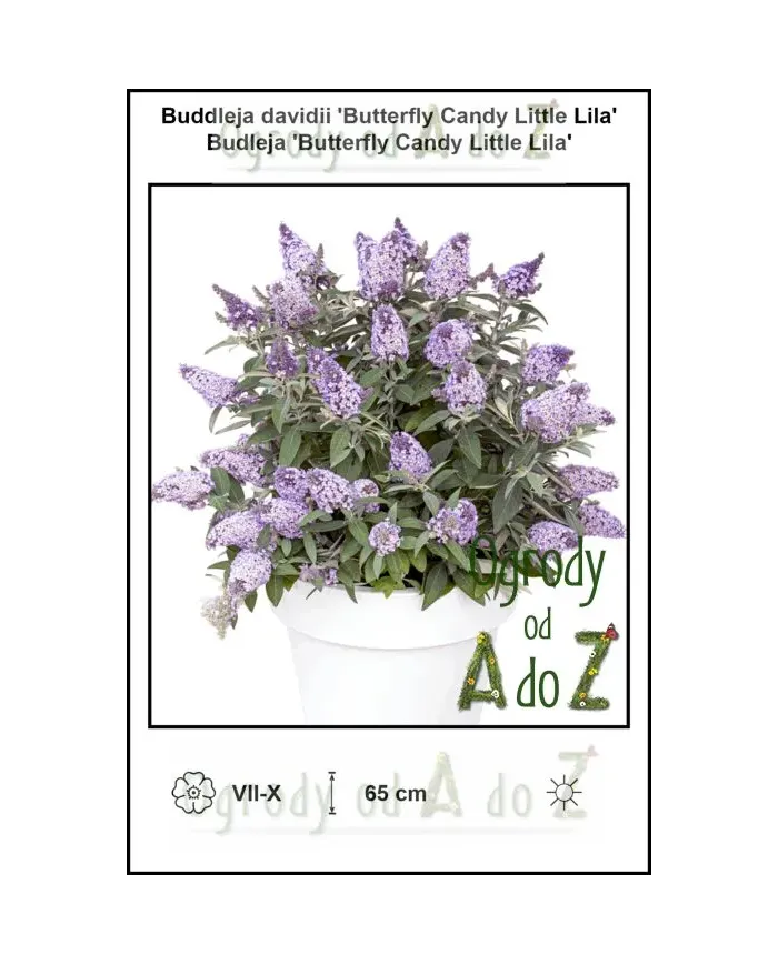 Buddleja-davidii-Butterfly-Candy-Little-Lila.jpg