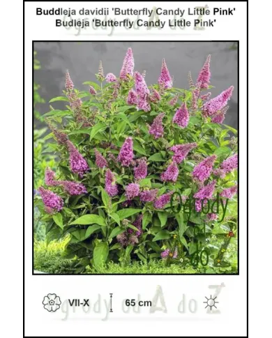 Buddleja-davidii-Butterfly-Candy-Little-Pink.jpg