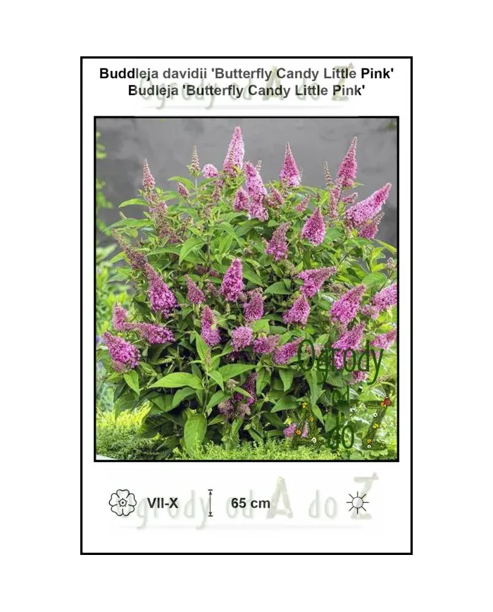 Buddleja-davidii-Butterfly-Candy-Little-Pink.jpg