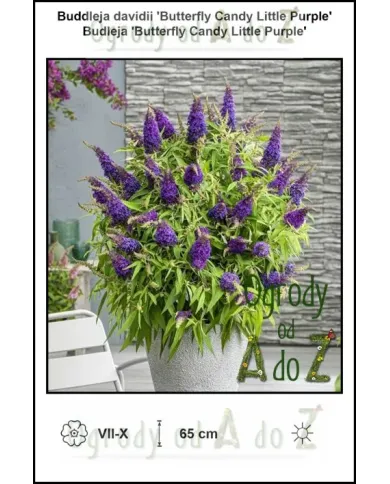 Buddleja-davidii-Butterfly-Candy-Little-Purple.jpg