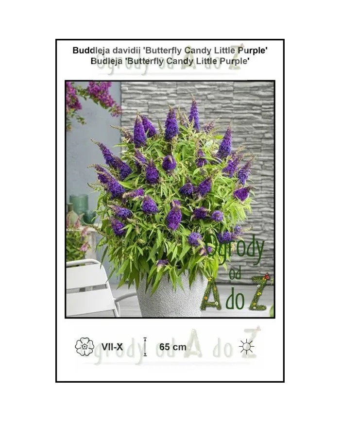 Buddleja-davidii-Butterfly-Candy-Little-Purple.jpg
