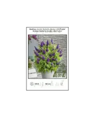 Buddleja-davidii-Butterfly-Candy-Little-Purple.jpg