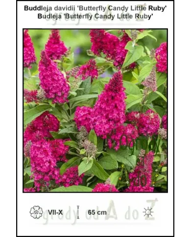 Buddleja-davidii-Butterfly-Candy-Little-Ruby.jpg