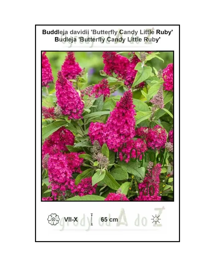 Buddleja-davidii-Butterfly-Candy-Little-Ruby.jpg