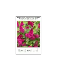 Buddleja-davidii-Butterfly-Candy-Little-Ruby.jpg