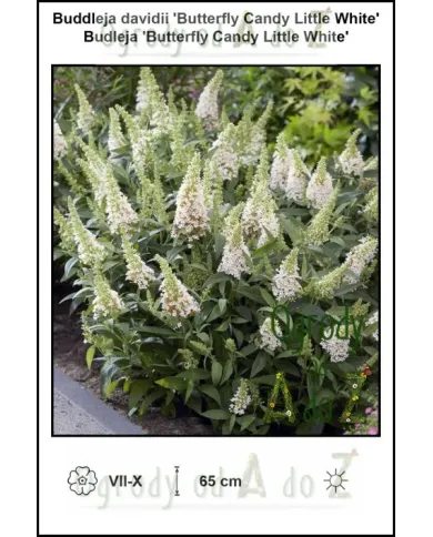 Buddleja-davidii-Butterfly-Candy-Little-White.jpg