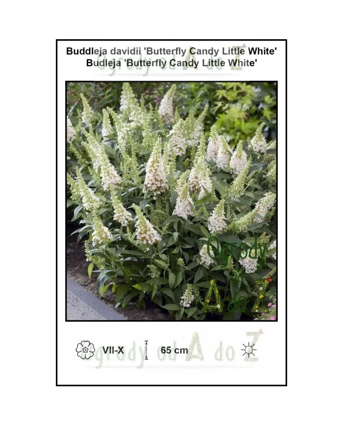 Buddleja-davidii-Butterfly-Candy-Little-White.jpg