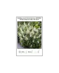 Buddleja-davidii-Butterfly-Candy-Little-White.jpg
