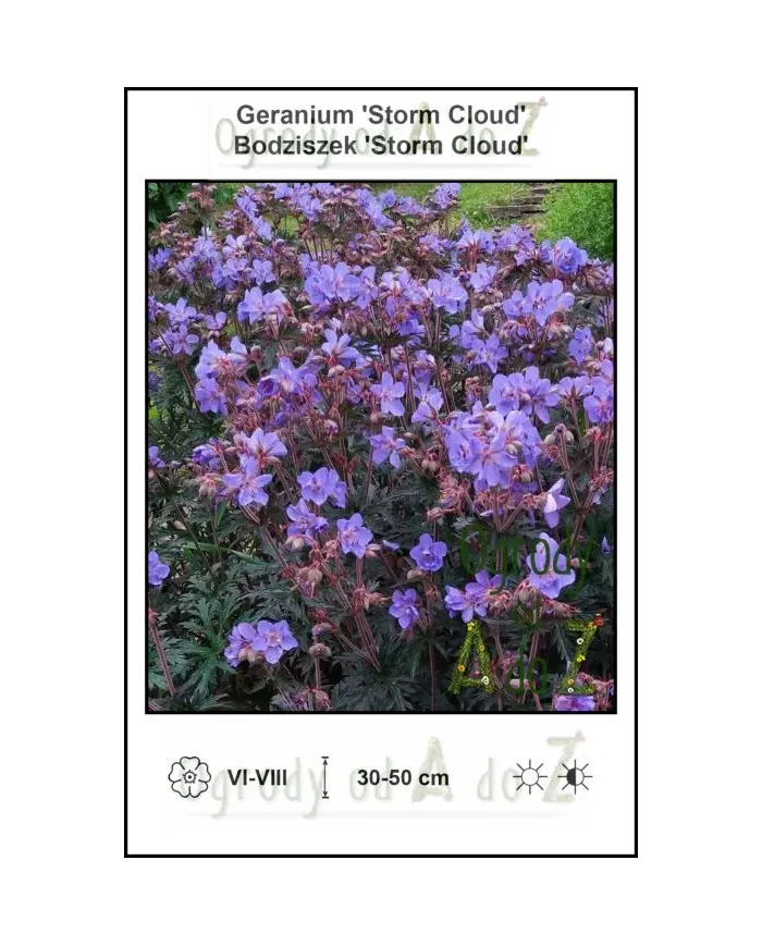 Geranium-Storm-Cloud.jpg