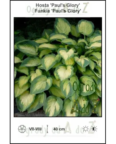 Hosta-Pauls-Glory.jpg