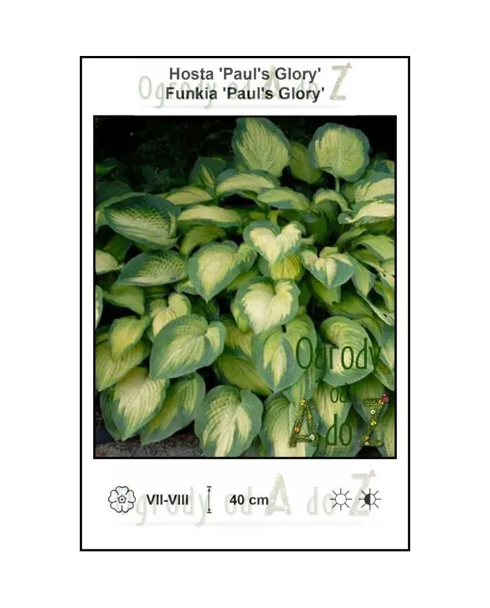 Hosta-Pauls-Glory.jpg