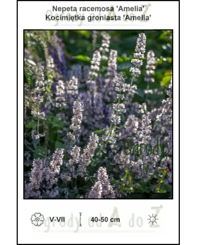 Nepeta-racemosa-Amelia.jpg