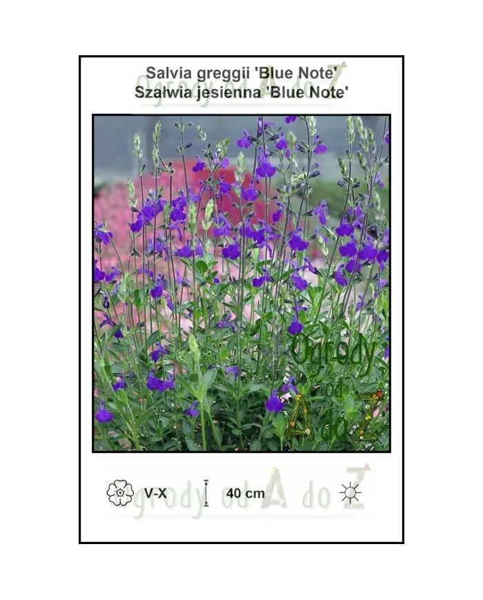 Salvia-greggii-Blue-Note.jpg