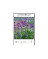 Salvia-greggii-Blue-Note.jpg