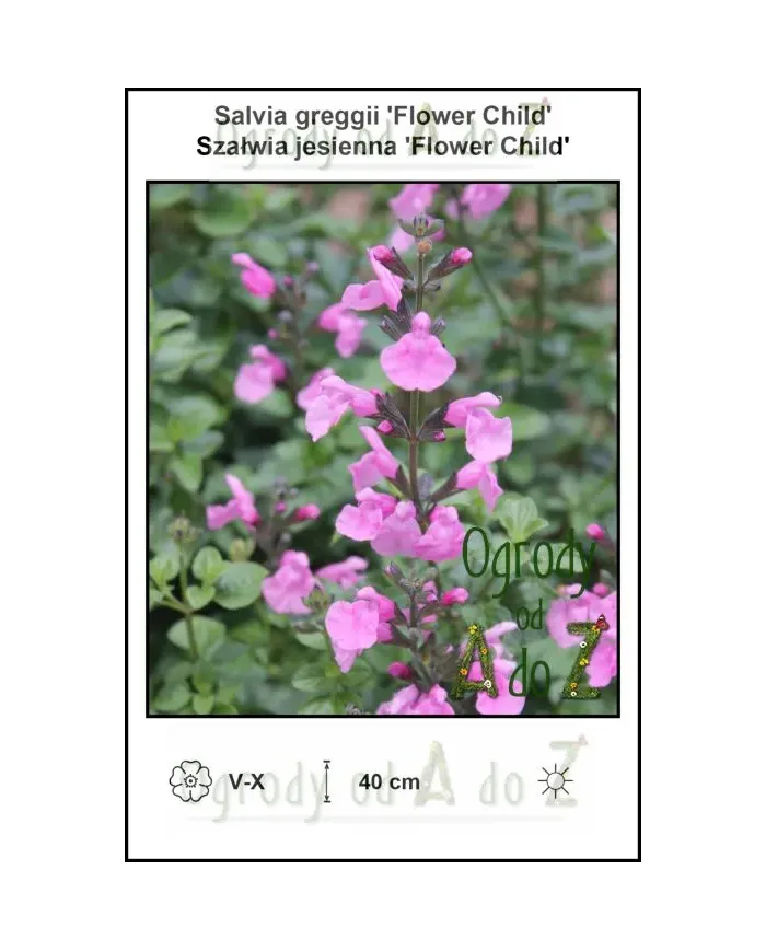 Salvia-greggii-Flower-Child.jpg