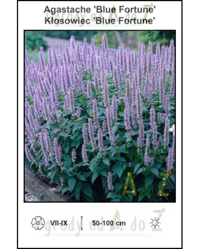 Agastache-Blue-Fortune.jpg