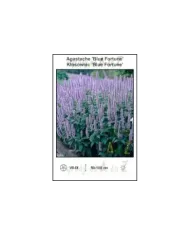 Agastache-Blue-Fortune.jpg