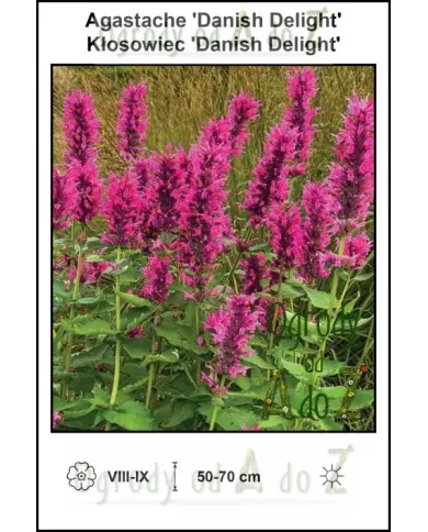 Agastache-Danish-Delight.jpg
