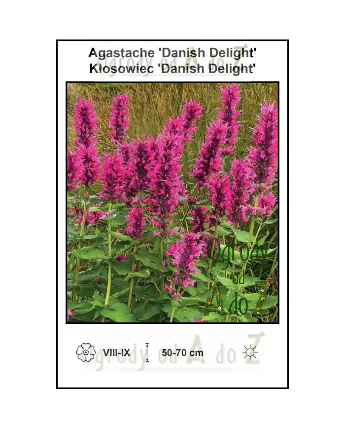 Agastache-Danish-Delight.jpg