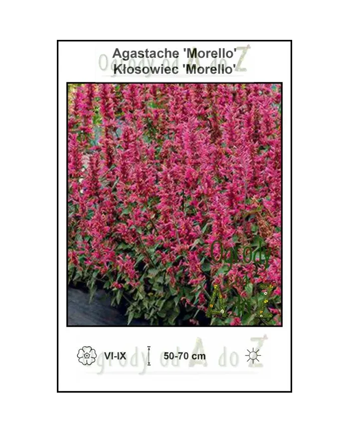 Agastache-Morello.jpg