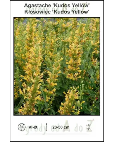 Agastache-Kudos-Yellow.jpg