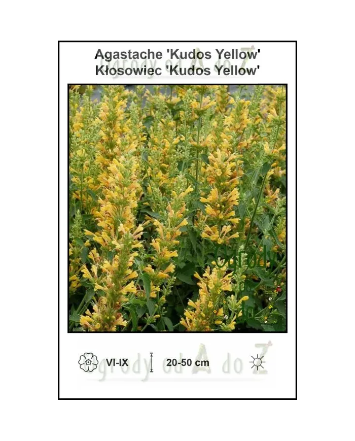 Agastache-Kudos-Yellow.jpg