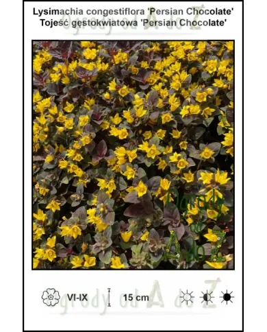 Lysimachia-congestiflora-Persian-Chocolate.jpg