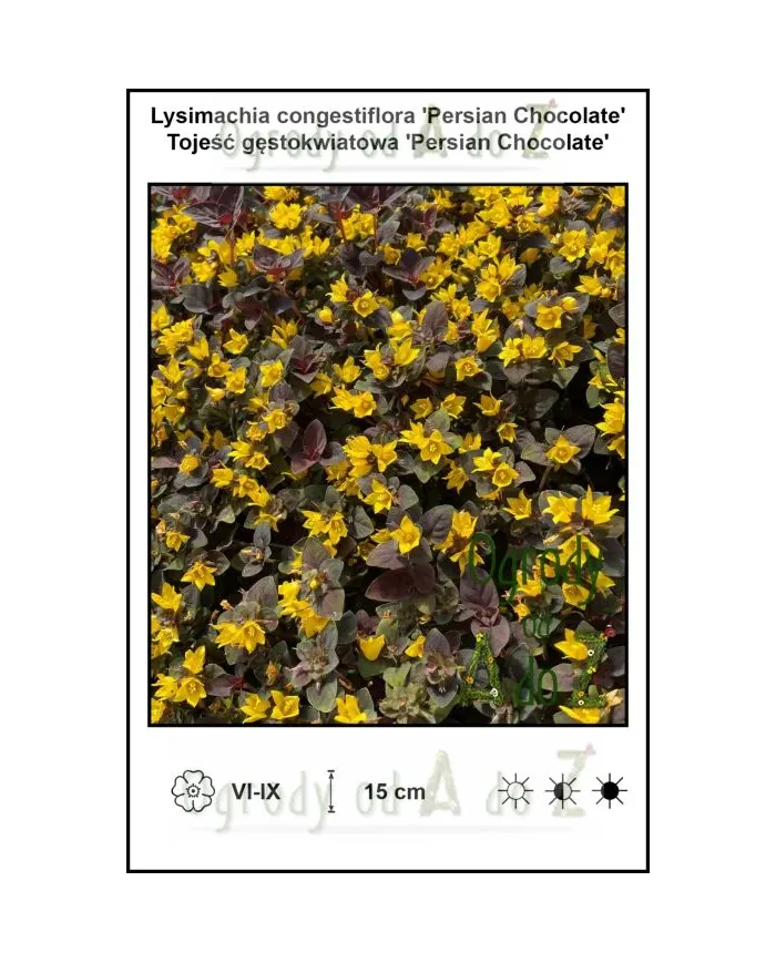 Lysimachia-congestiflora-Persian-Chocolate.jpg