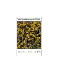 Lysimachia-congestiflora-Persian-Chocolate.jpg