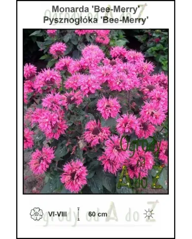 Monarda-Bee-Merry.jpg Monarda-Bee-Merry.jpg