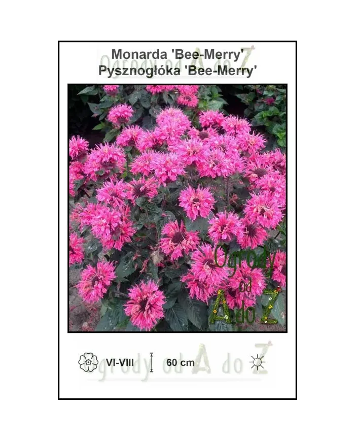 Monarda-Bee-Merry.jpg