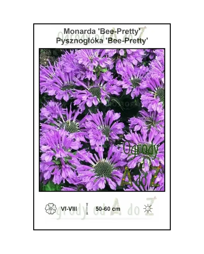 Monarda-Bee-Pretty.jpg