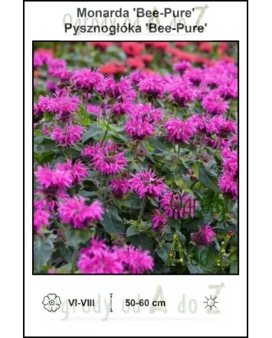 Monarda-Bee-Pure.jpg