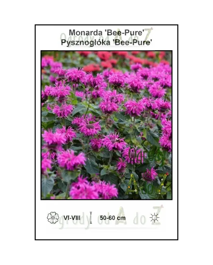 Monarda-Bee-Pure.jpg Monarda-Bee-Pure.jpg