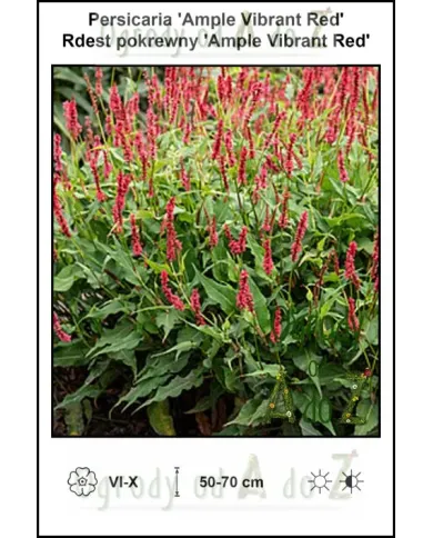 Persicaria-Ample-Vibrant-Red.jpg