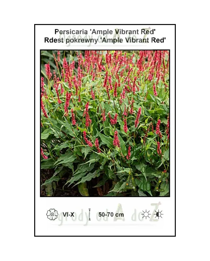 Persicaria-Ample-Vibrant-Red.jpg Persicaria-Ample-Vibrant-Red.jpg