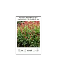 Persicaria-Ample-Vibrant-Red.jpg Persicaria-Ample-Vibrant-Red.jpg