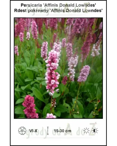 Persicaria-Affinis-Donald-Lowndes.jpg
